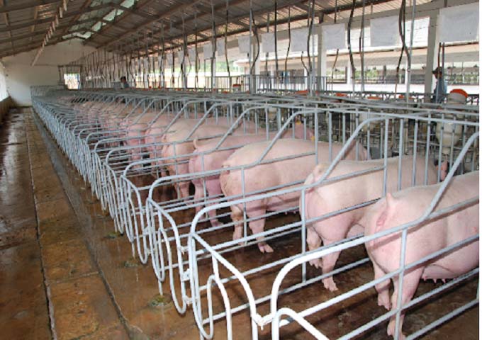 hệ thống xử lý nước thải chăn nuôi tại thanh hóa